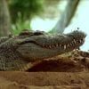 Croc-Guarding-Its-Territory Tip-Top Website Security - WAF