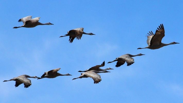 Site Migration
