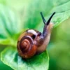 Website-Speed snail Speed Up Your Site